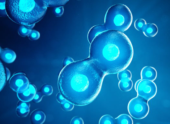 In Vitro Fertilization (IVF)